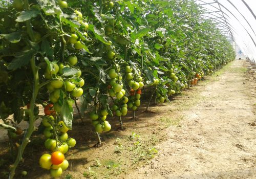 Tomaten-Agrargenossenschaft