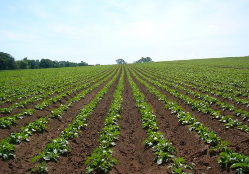 agrargenossenschaft-feld